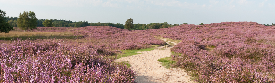heide in Drenthe